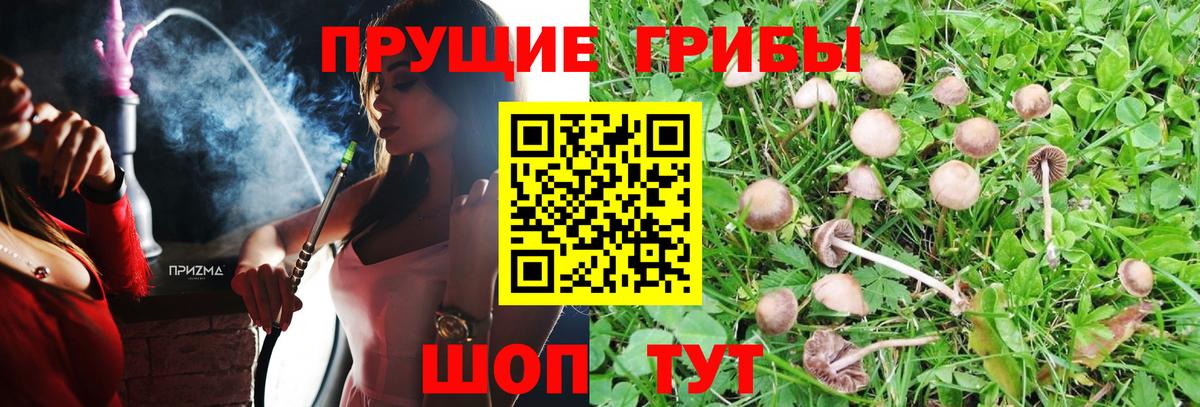 Галлюциногенные грибы Cubensis  Псилоцибиновые грибы мицелий  Вход с VPN  Курчатов 