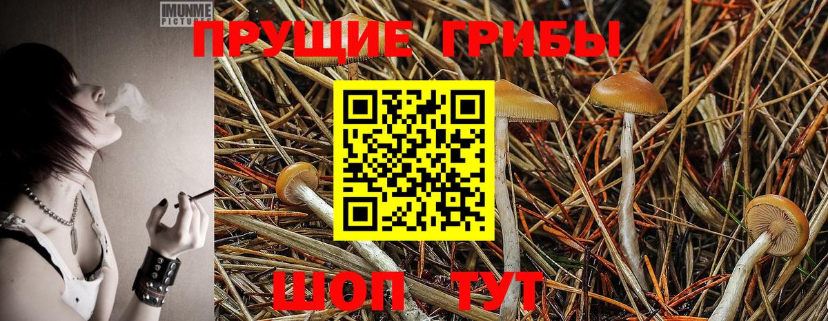 Псилоцибиновые грибы Psilocybe Курчатов